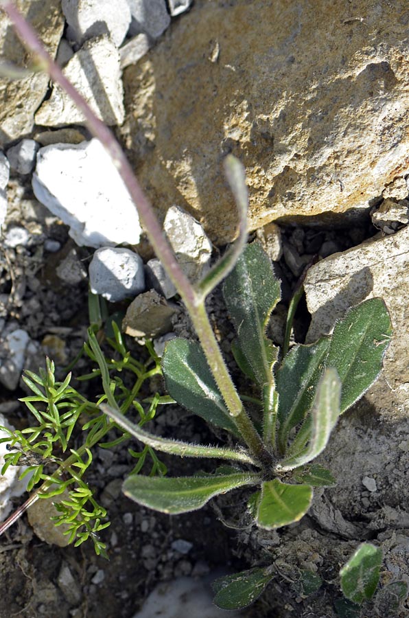 Fiore Alpino giallo - cfr. Biscutella laevigata